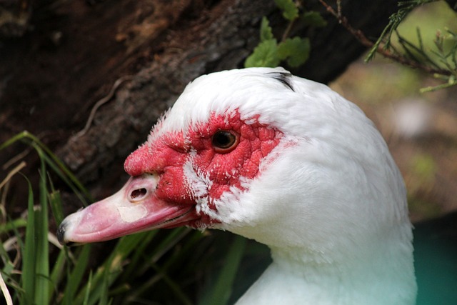 也是在球員 也是在球員